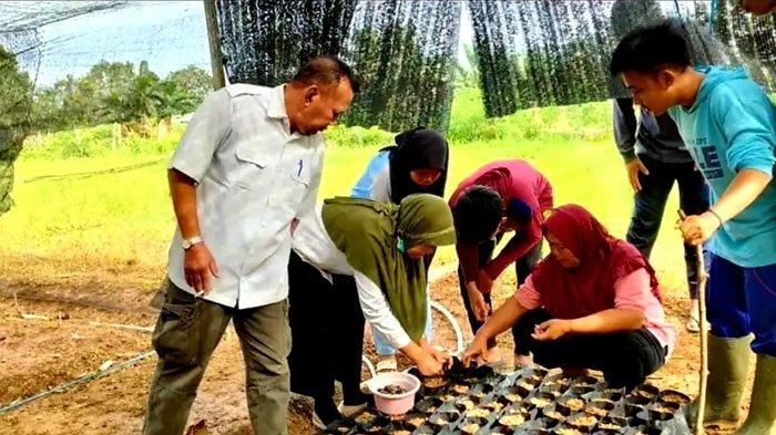 UPTD Pembibitan Tanaman Perkebunan Disbunak Paser Siapkan 4 Ribu Bibit Sawit untuk Dijual ke Petani