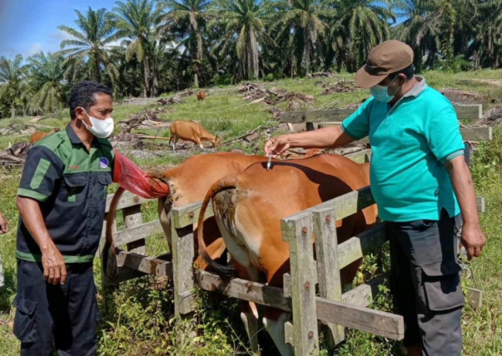 Tekan Penyakit Jembrana, Disbunak Paser Siapkan 1600 Dosis Vaksin untuk Sapi Bali