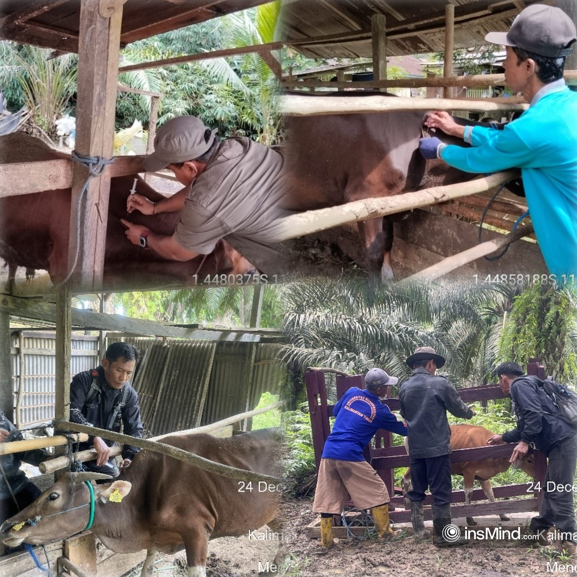 VAKSINASI LSD DI KECAMATAN LONG IKIS DAN KECAMATAN LONG KALI KAB. PASER