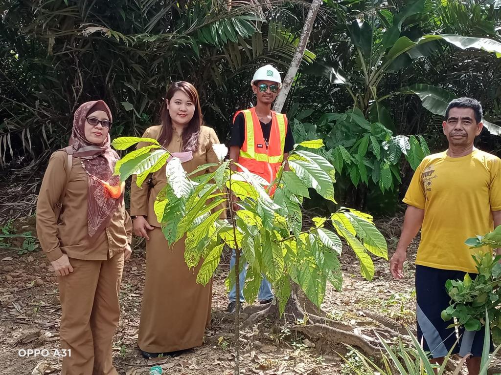 Peluang Pengembangan Kakao di Desa Padang Pengrapat Kec. Tanah Grogot Kab. Paser