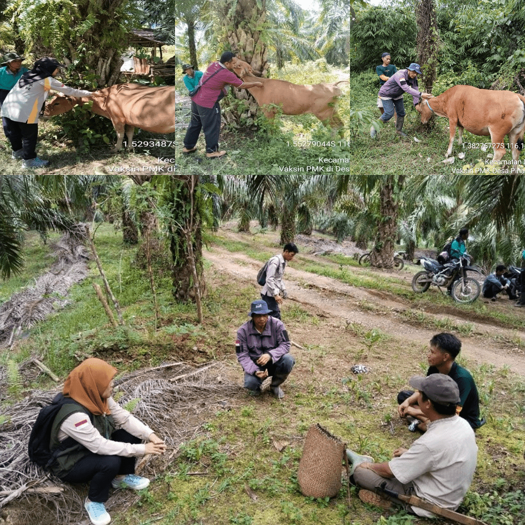 VAKSINASI PENCEGAHAN PENYAKIT MULUT DAN KUKU (PMK) PADA HEWAN SAPI DI KECAMATAN LONG IKIS DAN LONG KALI OLEH UPTD PUSKESWAN LONG IKIS