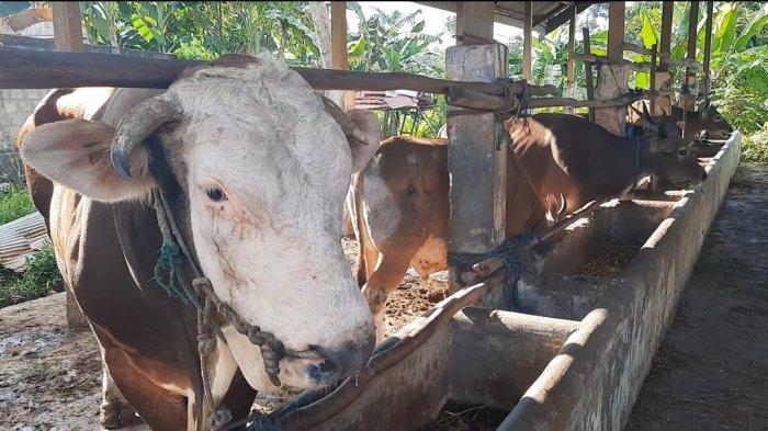 RPH Desa Jone Paser Terima Puluhan Hewan Kurban, Pemotongan Dilaksanakan selama 3 Hari