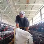 PEMBERIAN PAKAN AYAM PETELUR