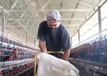 PEMBERIAN PAKAN AYAM PETELUR