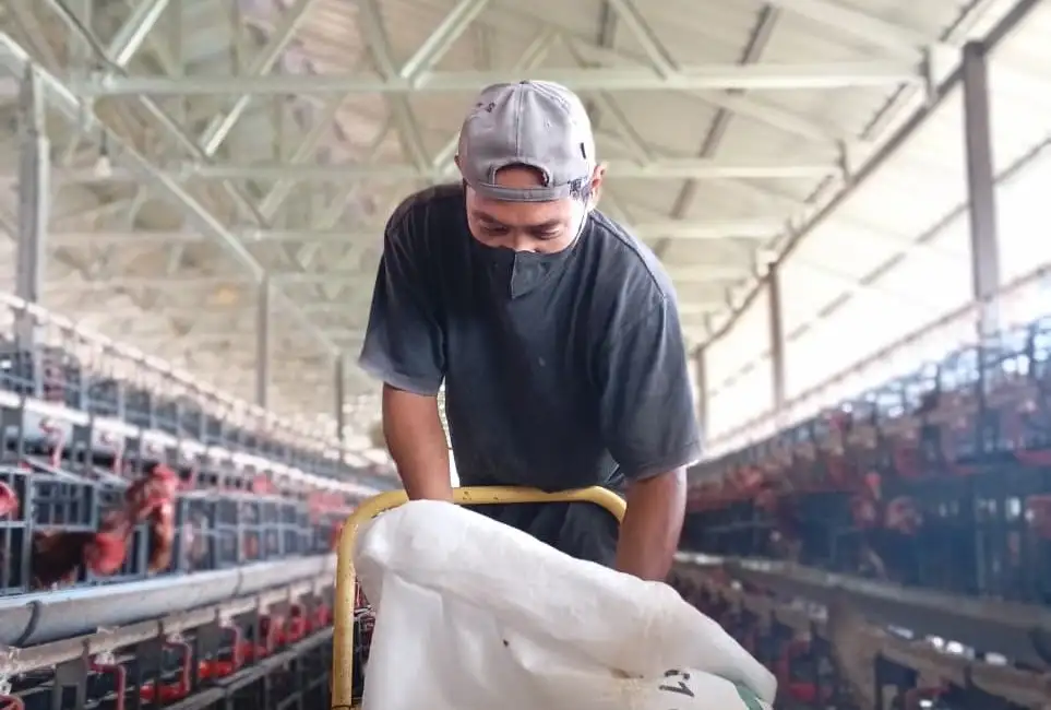 PEMBERIAN PAKAN AYAM PETELUR